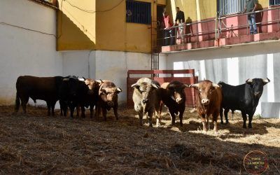 Orden de lidia de los toros de Juan Pedro Domecq