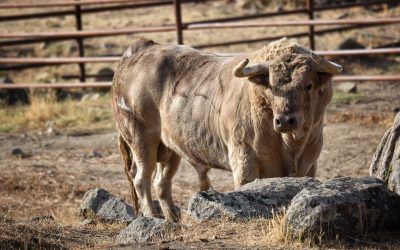 Los toros de Juan Pedro Domecq para Colombinas