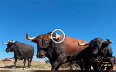 Impresionante vídeo de los toros de Juan Pedro Domecq para las Colombinas