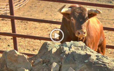 Vídeo de los toros de la ganadería de Juan Pedro Domecq para el jueves de Colombinas