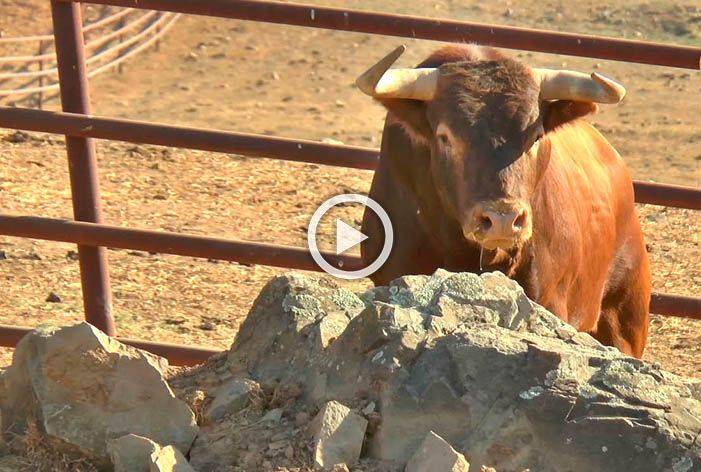 Vídeo de los toros de la ganadería de Juan Pedro Domecq para el jueves de Colombinas