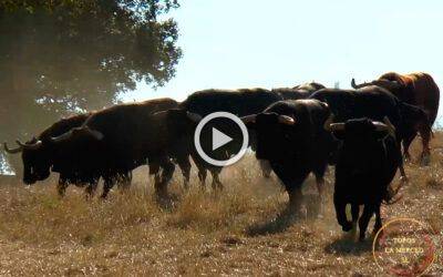Vídeo de los toros de Dña. Mª Loreto Charro Santos para el sábado de Colombinas