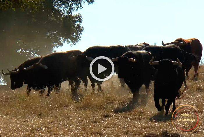 Vídeo de los toros de Dña. Mª Loreto Charro Santos para el sábado de Colombinas