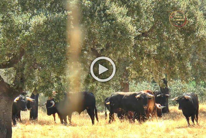 Vídeo de los novillos de la ganadería de José Luis Pereda para el miércoles de Colombinas