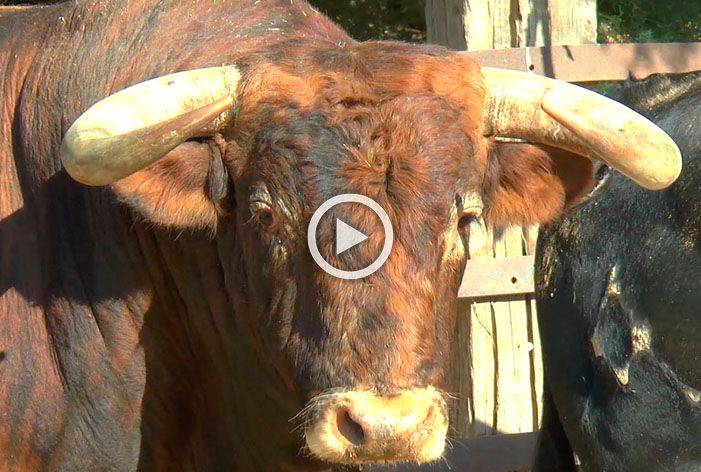 Vídeo de los toros de la ganadería de Torrealta para el viernes de Colombinas