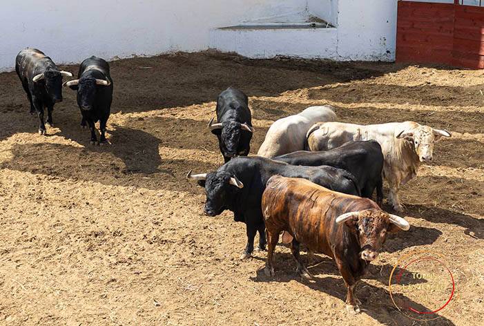 HUELVA, 1 de agosto | Programa de mano del cuarto festejo de Colombinas