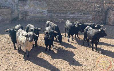 MÉRIDA, 26 de abril | Orden de lidia de los utreros de Couto de Fornilhos