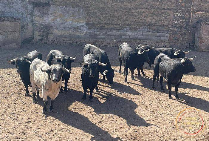 MÉRIDA, 26 de abril | Orden de lidia de los utreros de Couto de Fornilhos
