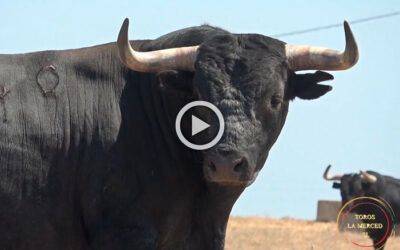 ‘Zahariche’ abre sus puertas ante el esperado regreso de Miura a Huelva