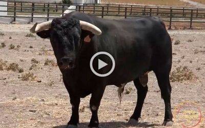 Desde Fuente Rey, los toros de Fermín Bohórquez para una de las grandes tardes de las Colombinas